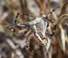 Argiope bruennichi